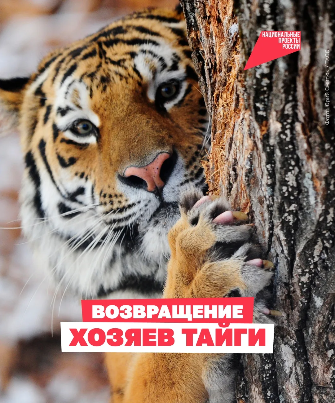 🐯 Чтобы спасти амурского тигра, людям пришлось остаться незаметными

Именно так помогли выжить исто