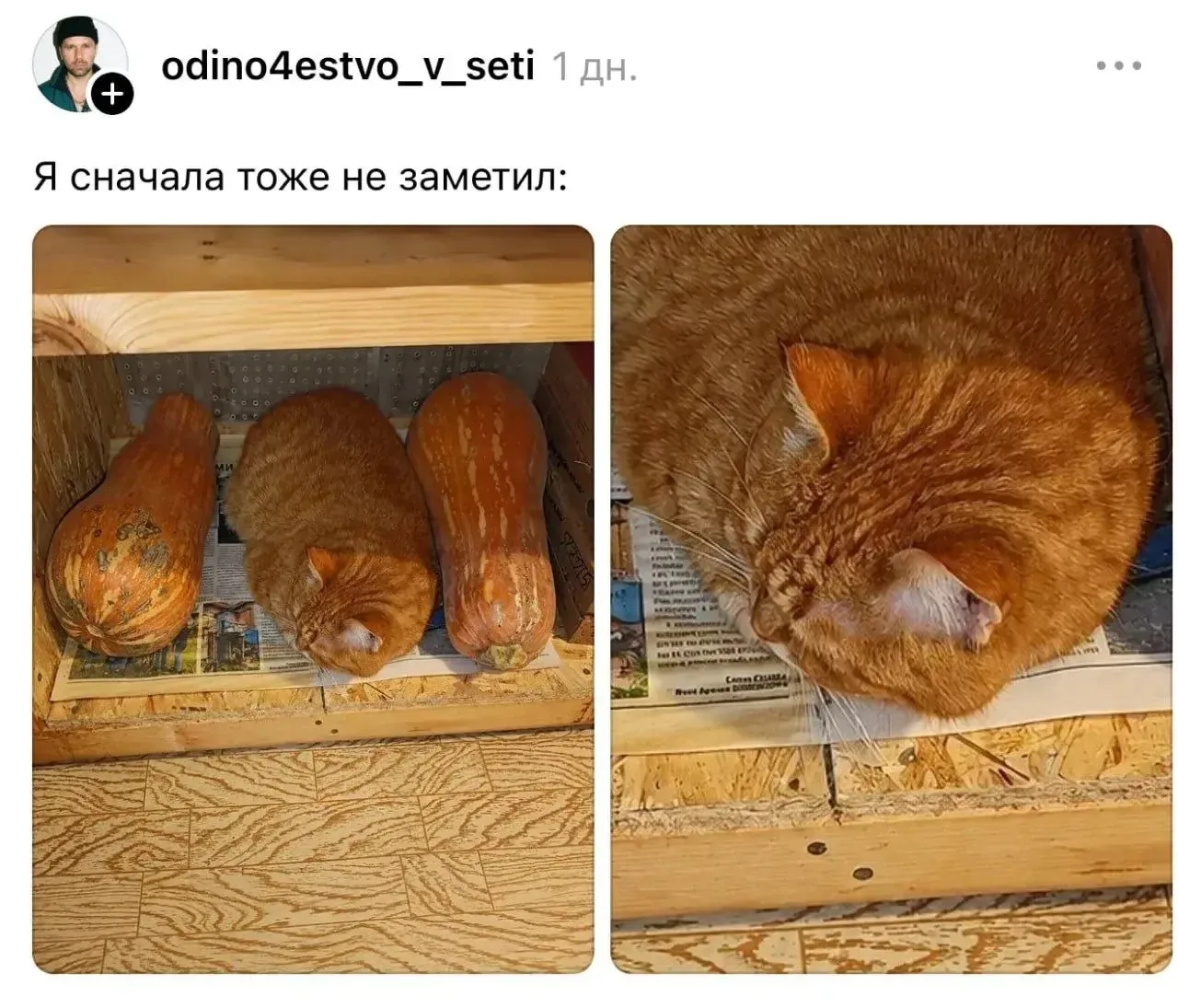 ⚡️ В магазинах появились новые пушистые тыквы
