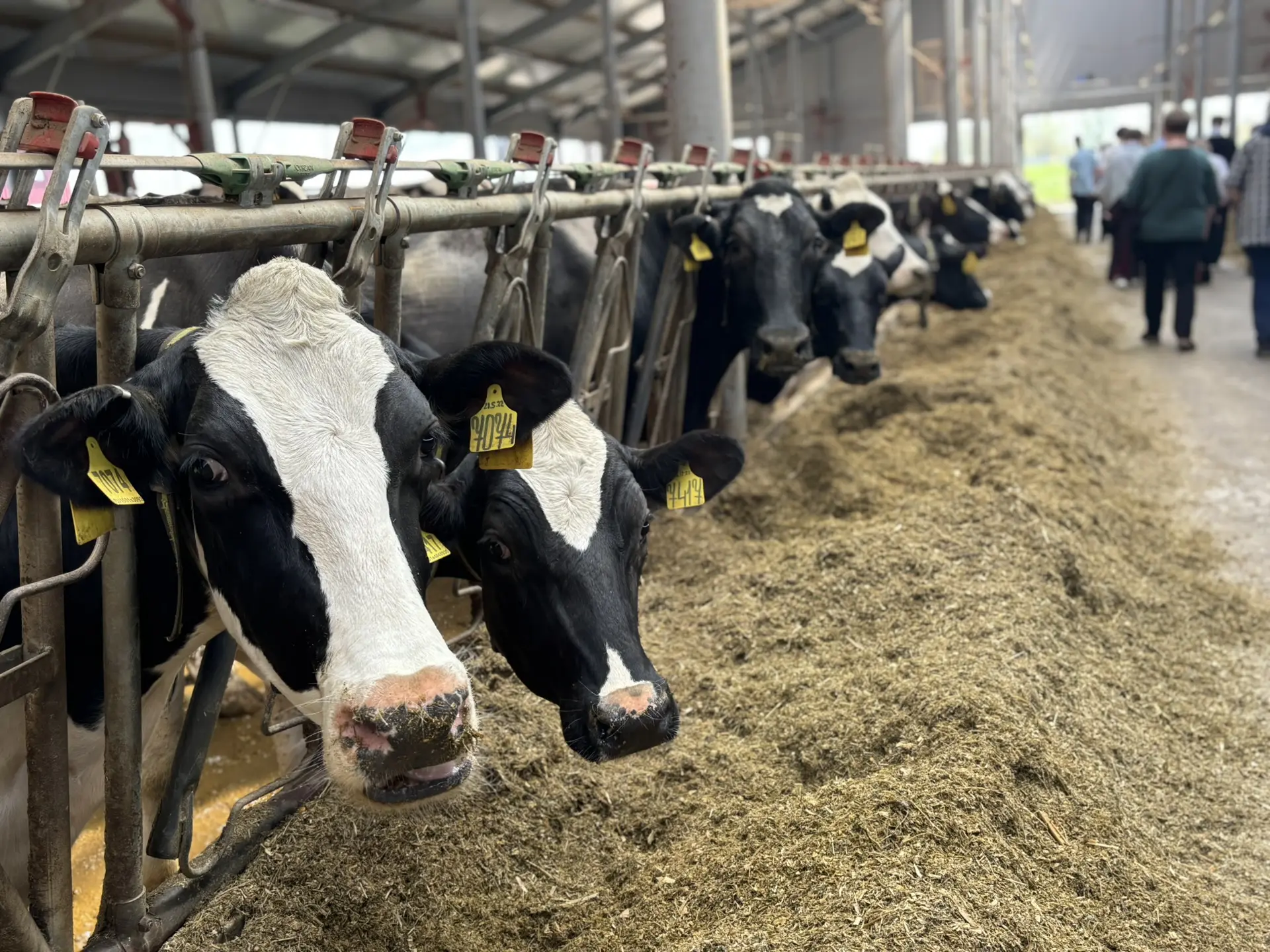 🐄 🐄🌾Будущие аграрии Дальнеконстантиновского округа: экскурсии в передовые хозяйства