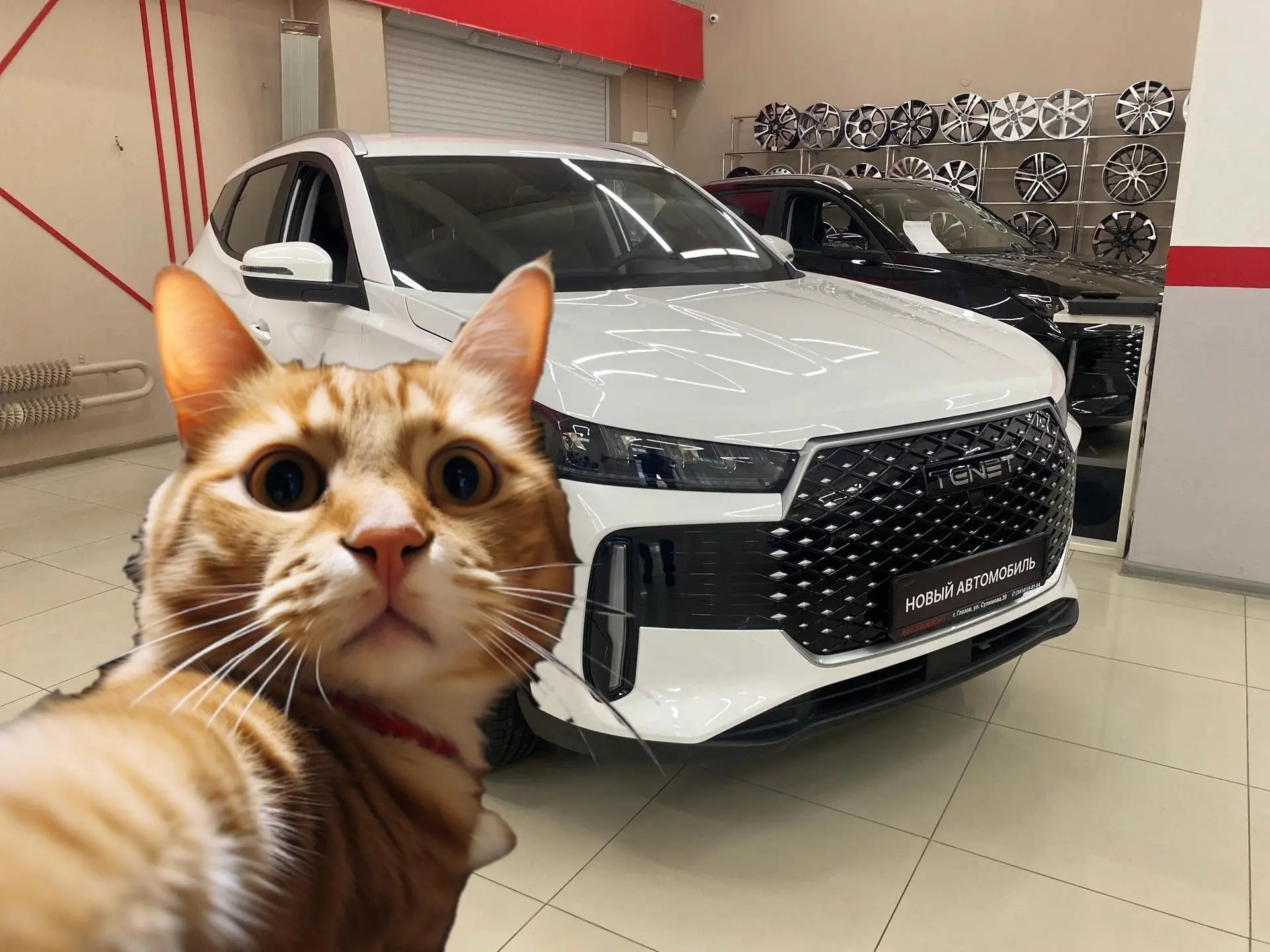 А это котик, который интересуется: "А ты уже купил машину в Автоимпорт?? В апреле самое...