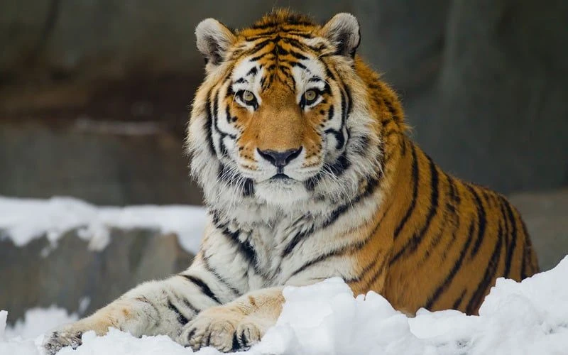 🐅 29 июля — Международный день тигра

Этот праздник был учреждён в 2010 году в Санкт-Петербурге на 
