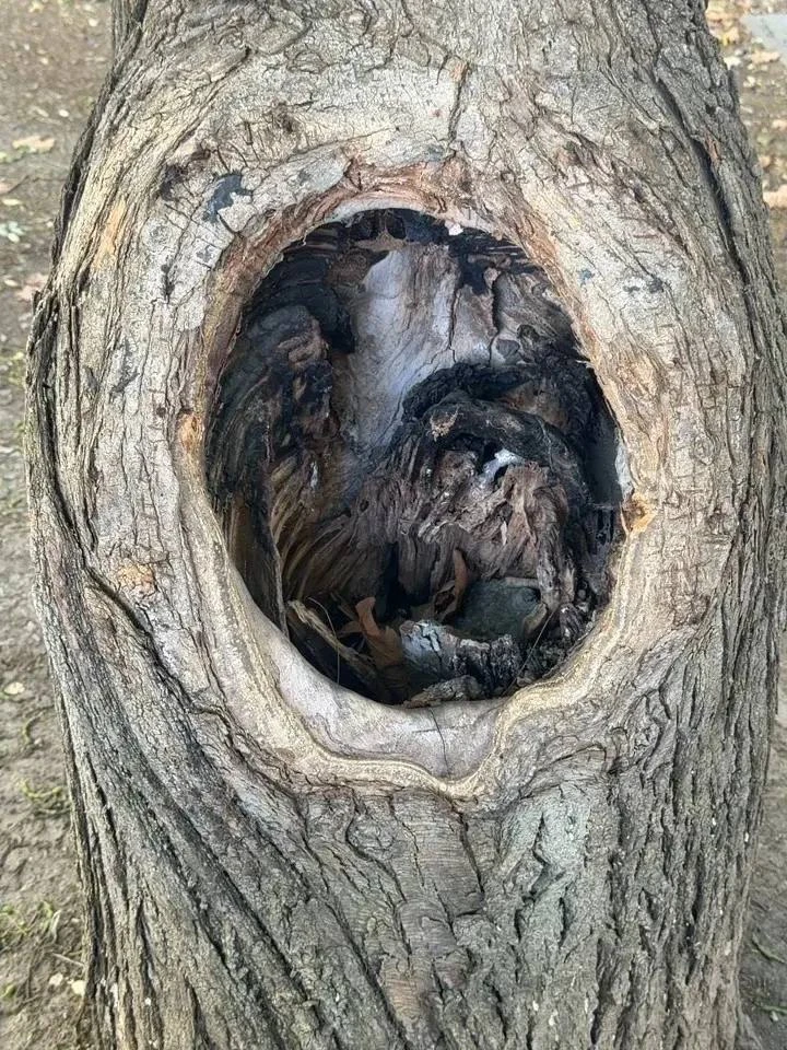 🌳 Почему спилили деревья на Терской и Горького — власти дали официальный ответ