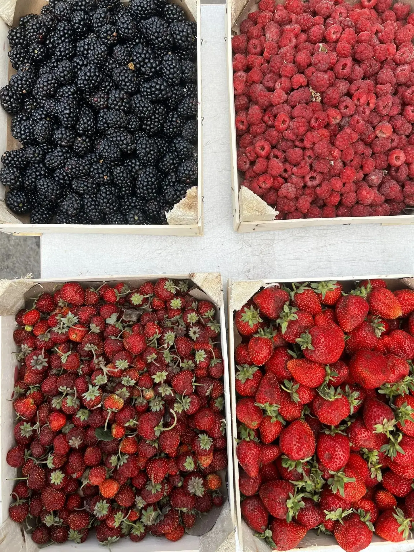 Ждем всех за заказами  🍓

Ягодка, доступная к бронированию:

🍓Клубника Чёрный принц 
🍓 Клубника С
