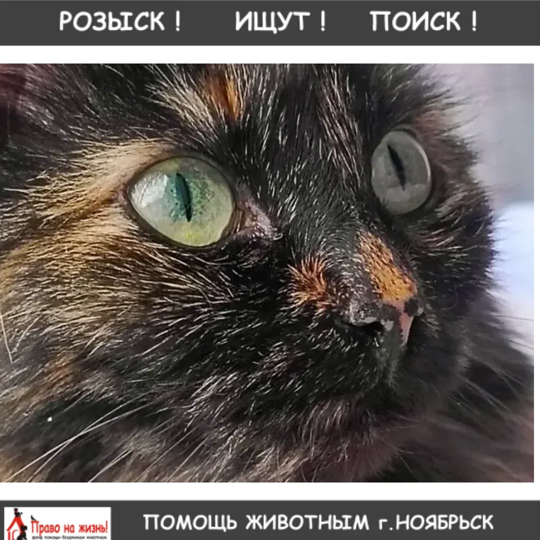 ❗️РОЗЫСК❗️При перемещении (переезд) вещей в авто, сбежала кошка, зовут Варя. Приметы: трехцветная, л