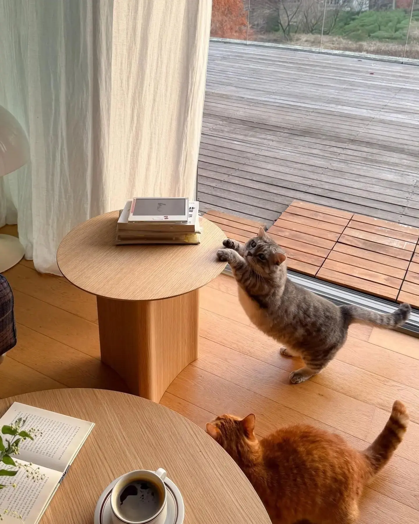 Дом, где живут не только люди, но и компания котиков🐈🐈‍⬛