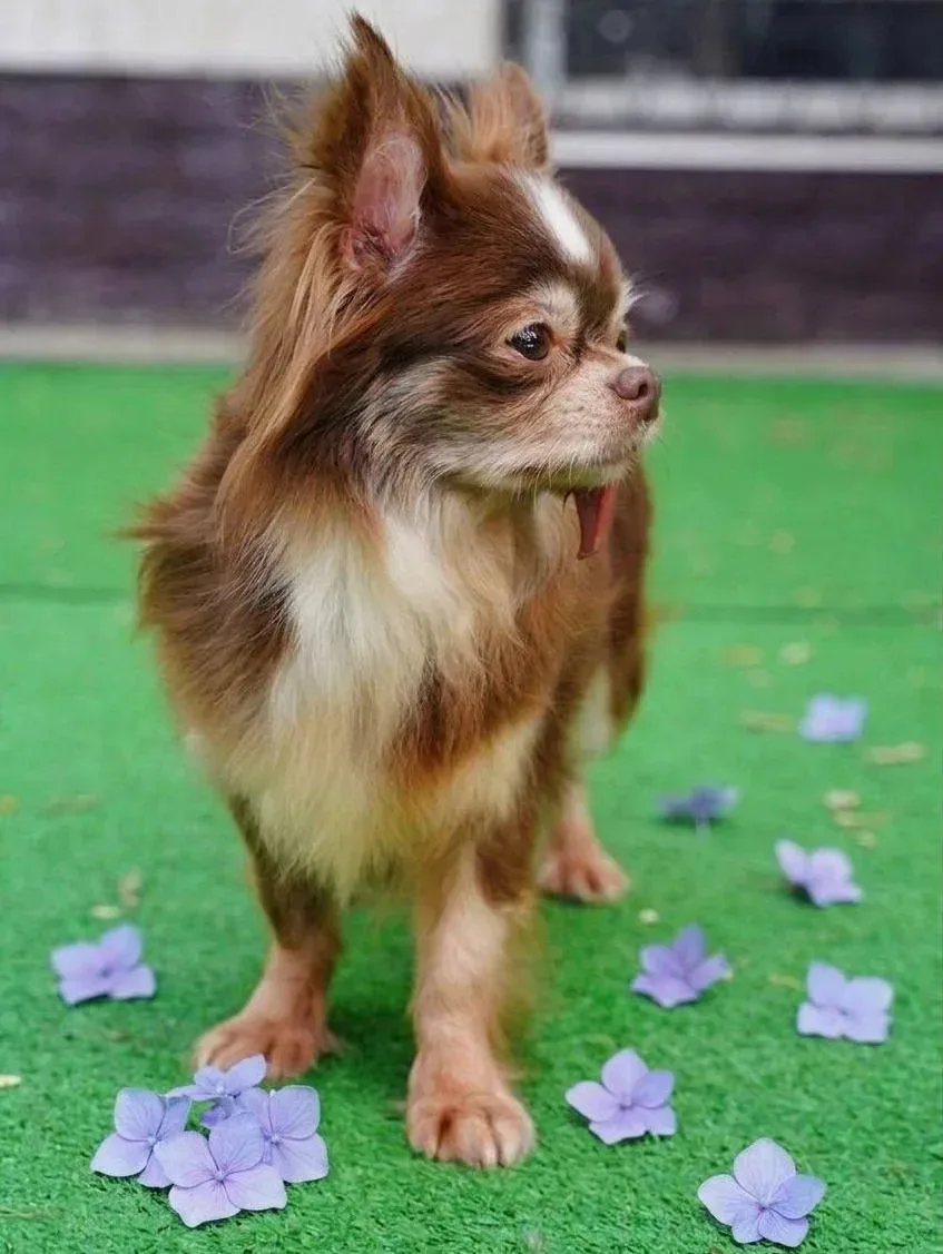 Ищет дом нежное чудо Сакура, приезжайте  в Домик Мелкашей Балашиха! 🐶✨    Москва и МО  Меня зовут Са