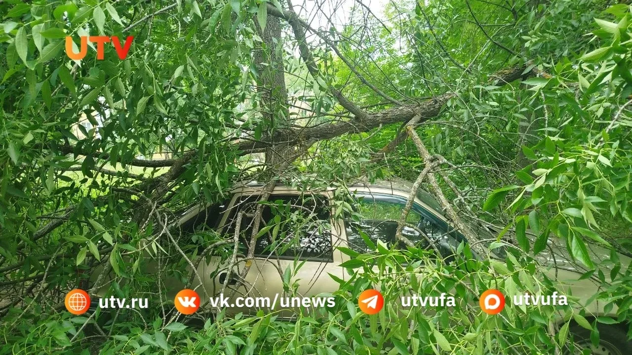 Ветка дерева рухнула на припаркованный автомобиль в Черниковке 

Инцидент случился на улице Интернац