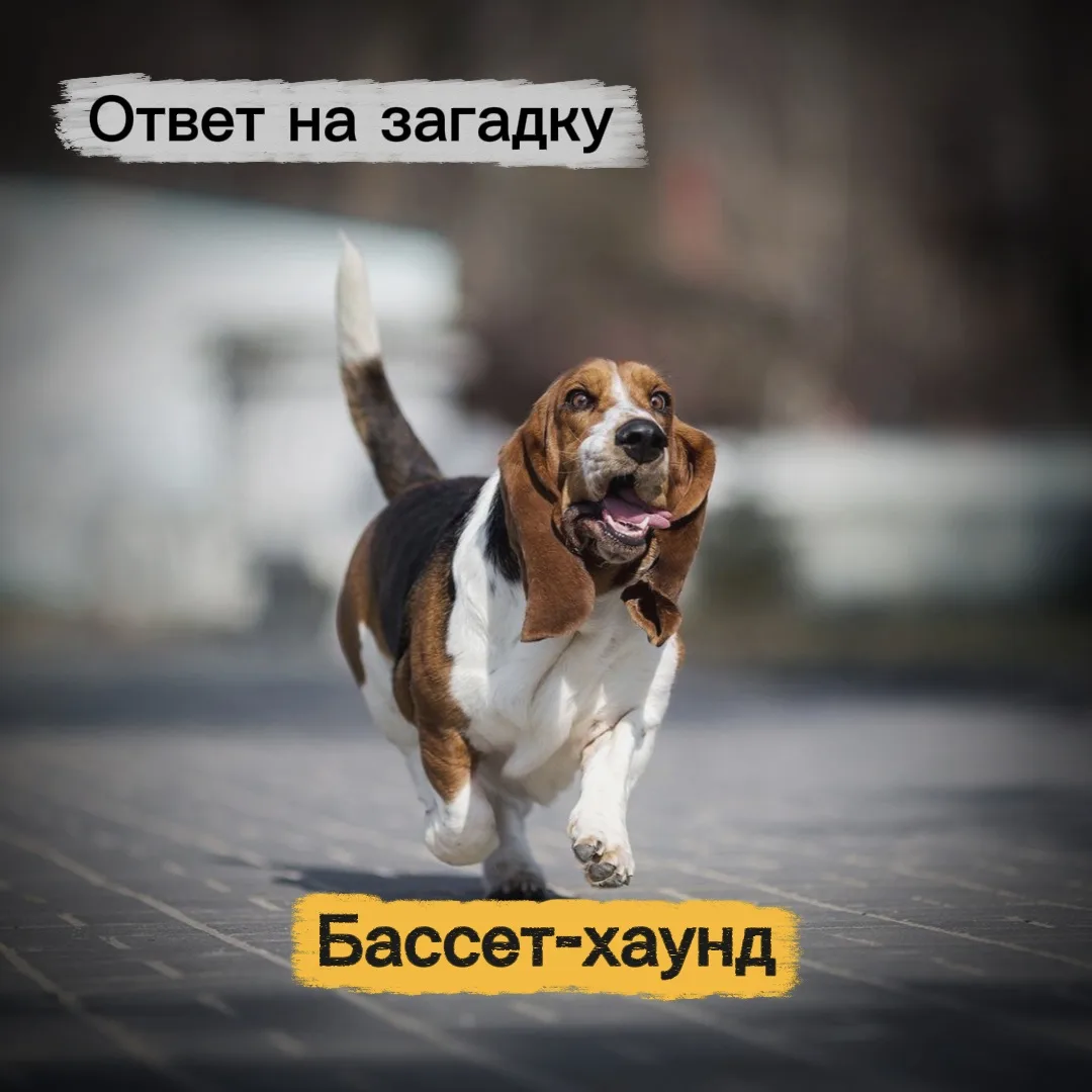 Практически единогласно!

На следующую загадку будет спецвыпуск.

Предложение от подписчицы: вы прис