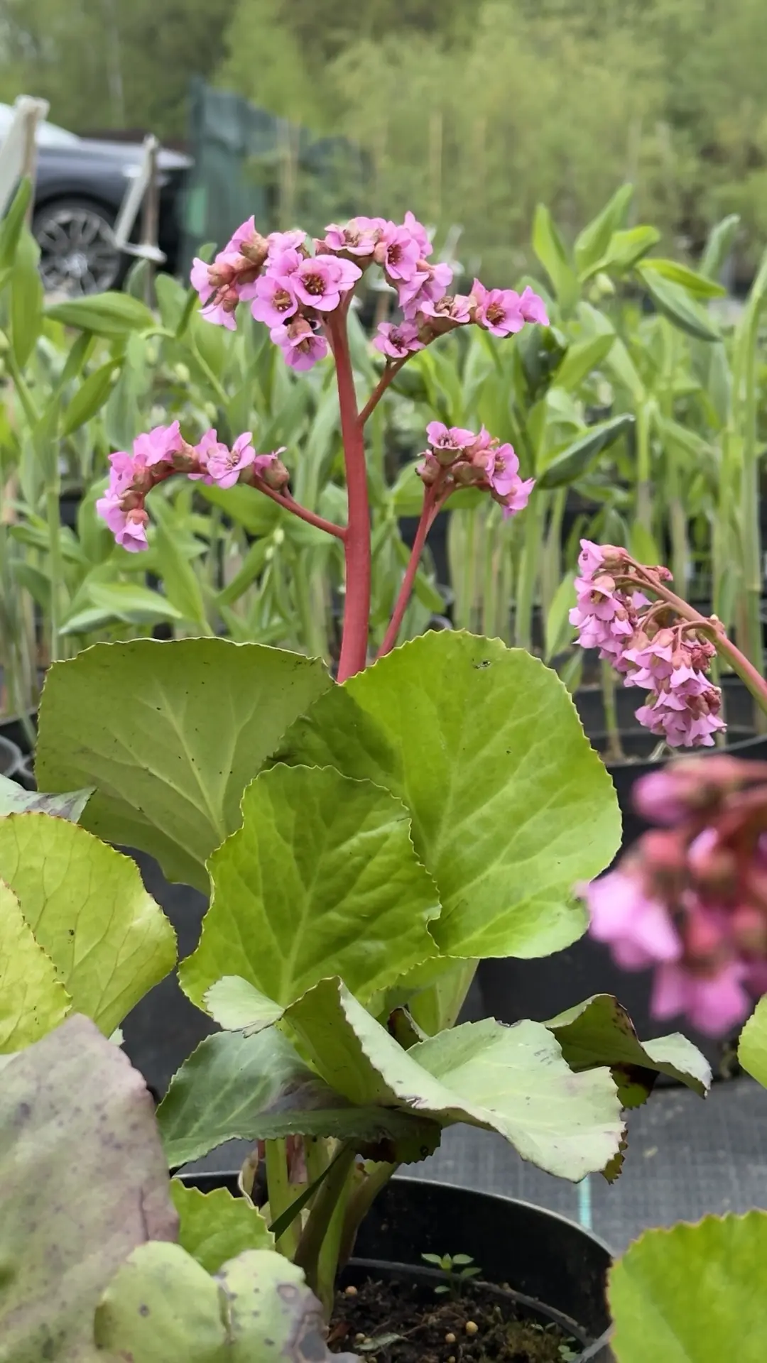 🌿 Не знаете ,что сажать- сажайте бадан сердцелистный!