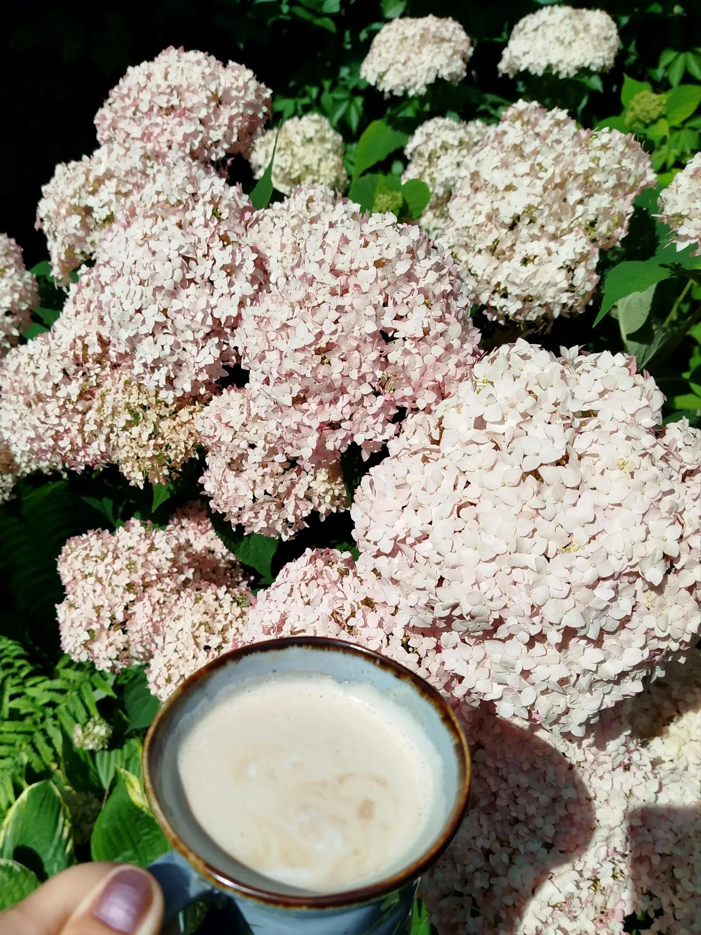 Доброе утречко ☕

Тут у меня гортензиевый рай 🤗

ДАЧНИЦА Svetasaratov

ДАЧА СветаСаратов
