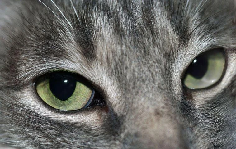 🐾 Почему кошка в доме может быть полезна для здоровья?