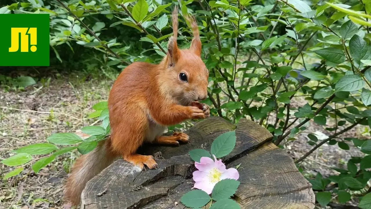 Белки в парке Металлургов в фото читательницы 🐿️

Присылайте свои фото и видео нам: @LipetskPeopleB
