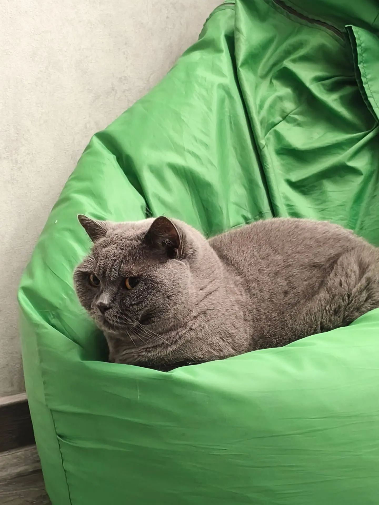 Котятки, всем чудной пятницы!💃