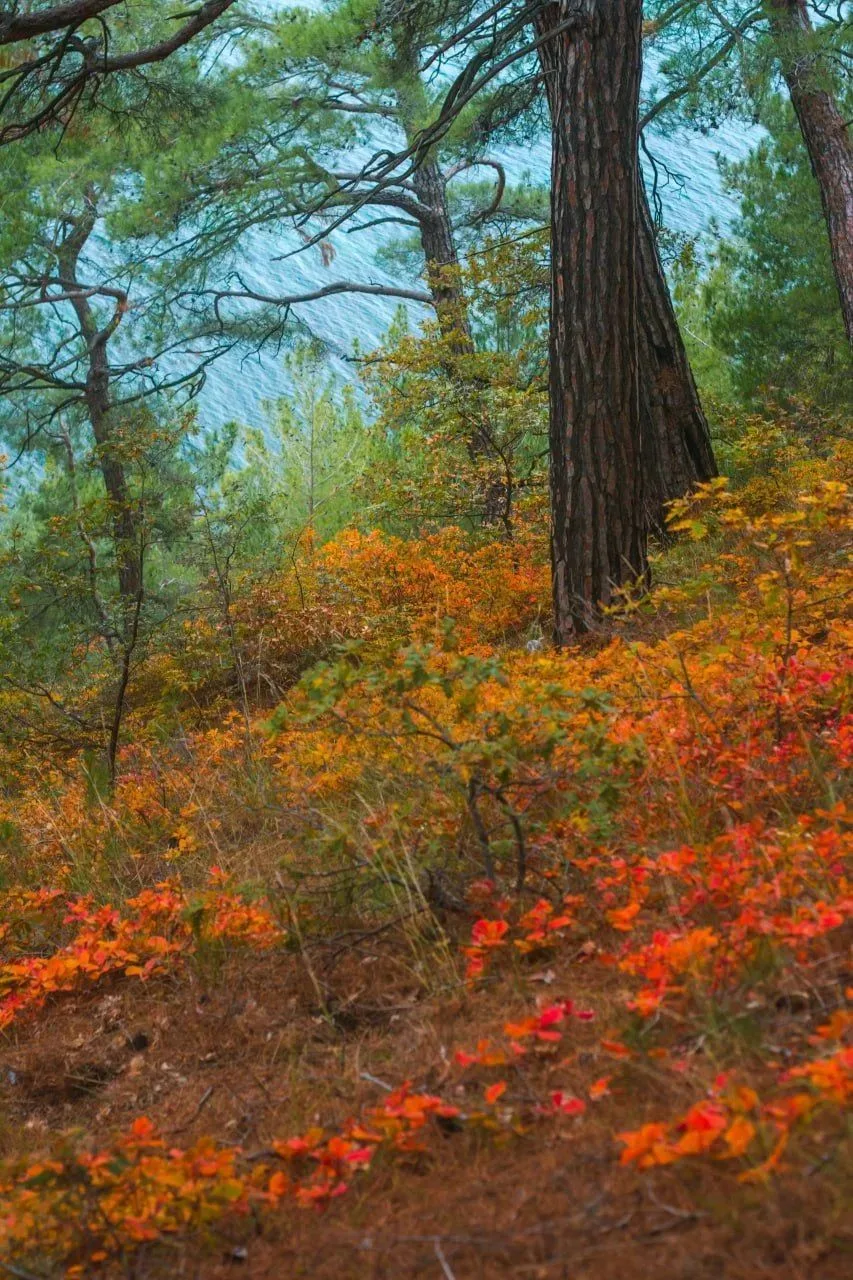 🌲 Памятник природы «Роща пицундской сосны»