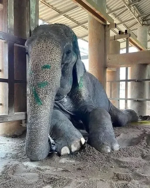 🐘 История 80 летней слонихи Сомбун