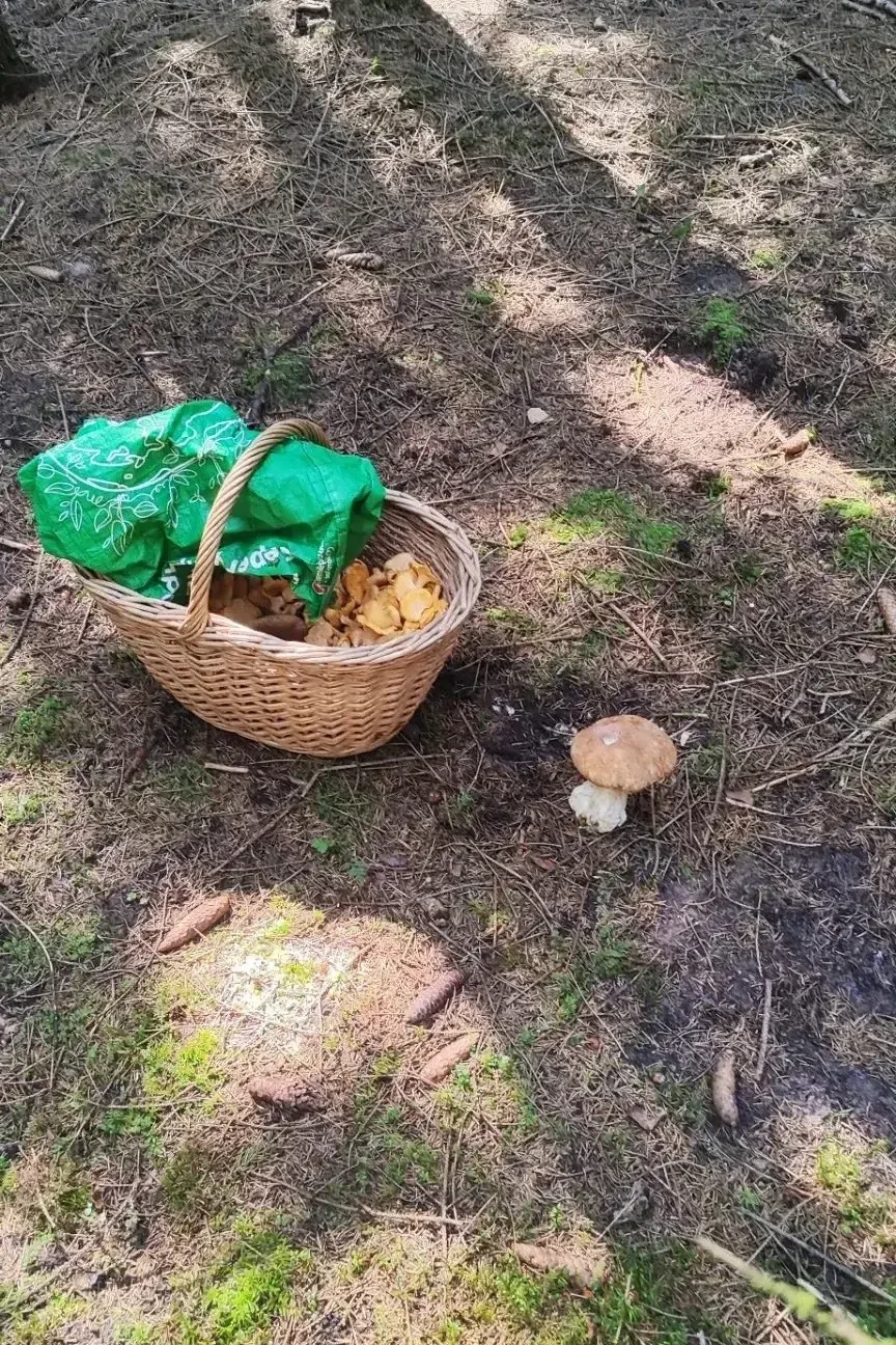 Грибное утро у нашего подписчика