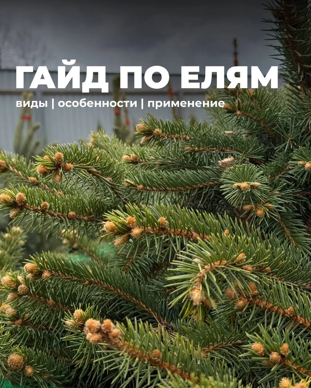 🌲 ГАЙД ПО ЕЛЯМ — листайте карусель!