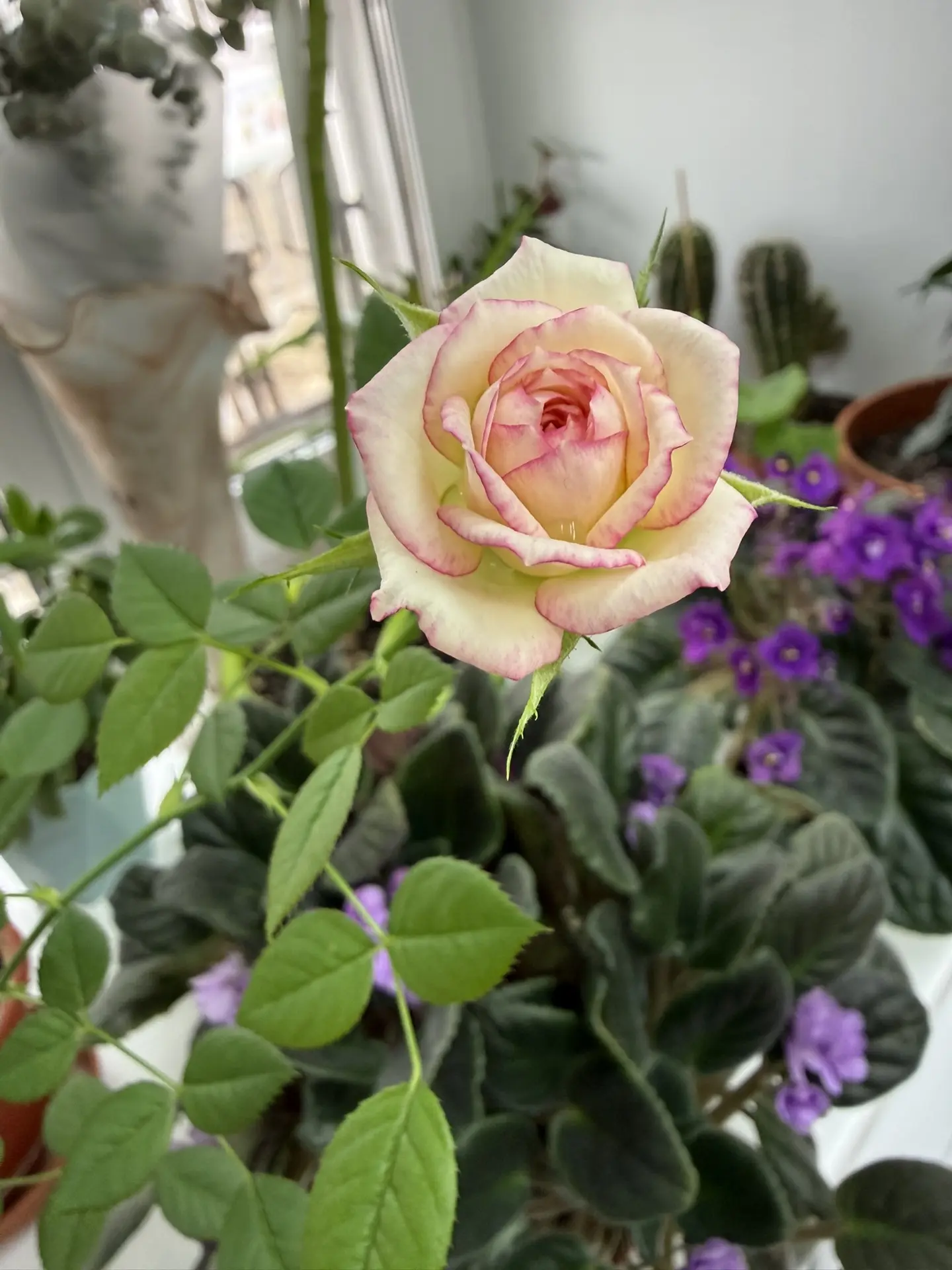 Доброе утро! Хорошего настроения 😊🌷🌷🌷