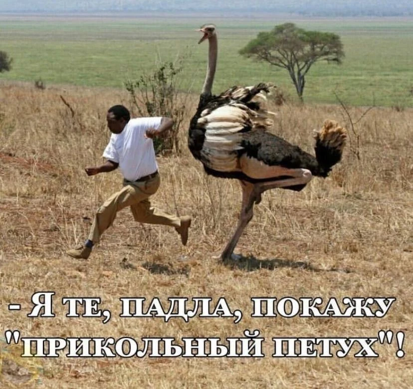 Ежик