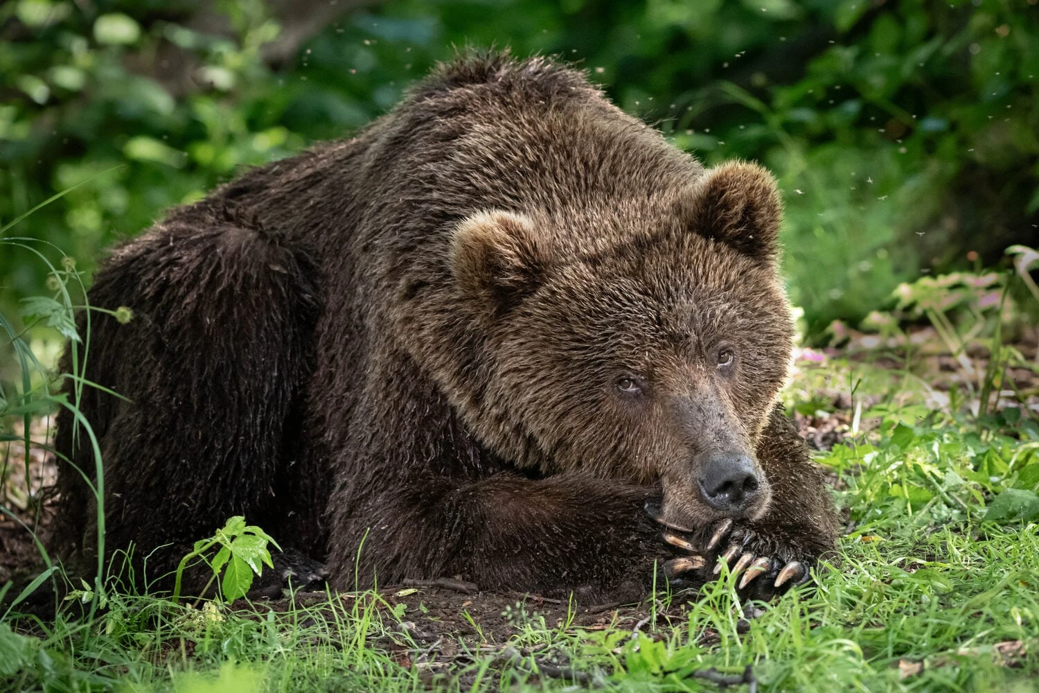 🧐 Косолапый лесной философ лежит и размышляет о вечном...