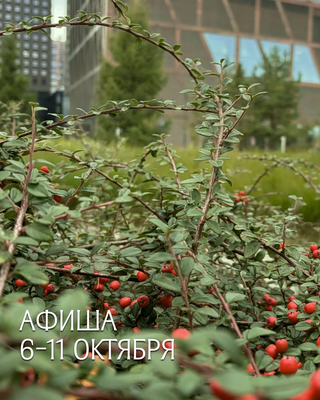Афиша на 6–11 октября