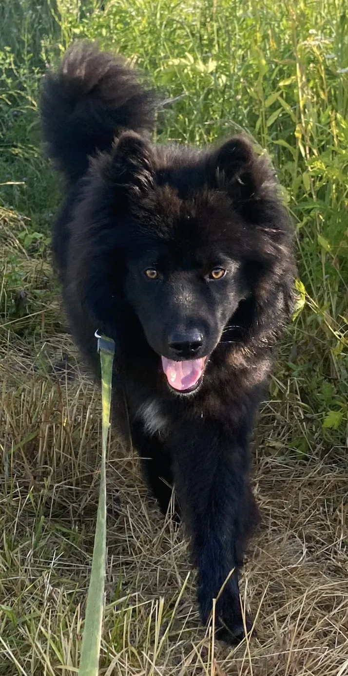 В нашей ЗООГОСТИНИЦЕ сейчас настоящий сезон гостей! 🐾❤️