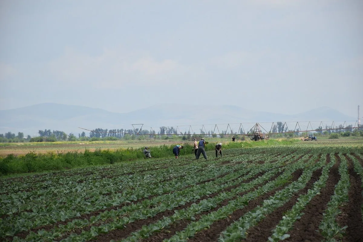 🥬🥔🥔🥕🥕Капуста, картошка, морковь и свекла - в КФХ Магомеда Магомедова выращивается почти всё из 