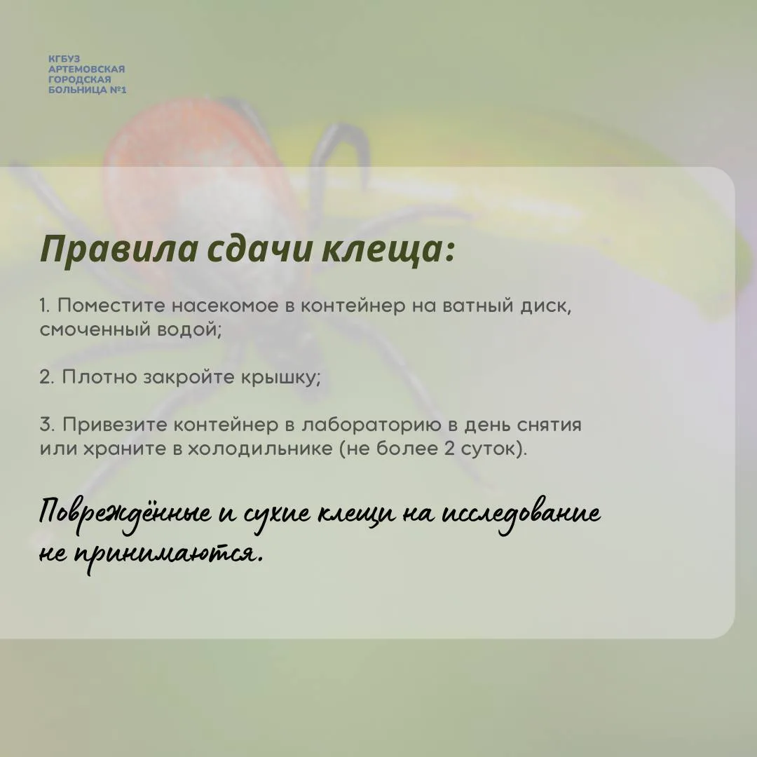 Клещи проснулись! Что делать?  Отвечаем в наших карточках на главные вопросы: как действовать при ук