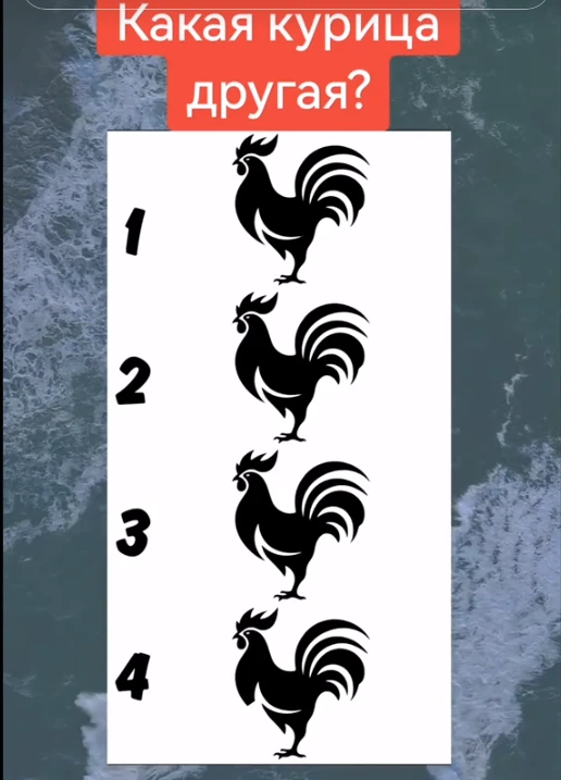 Какая курица другая?