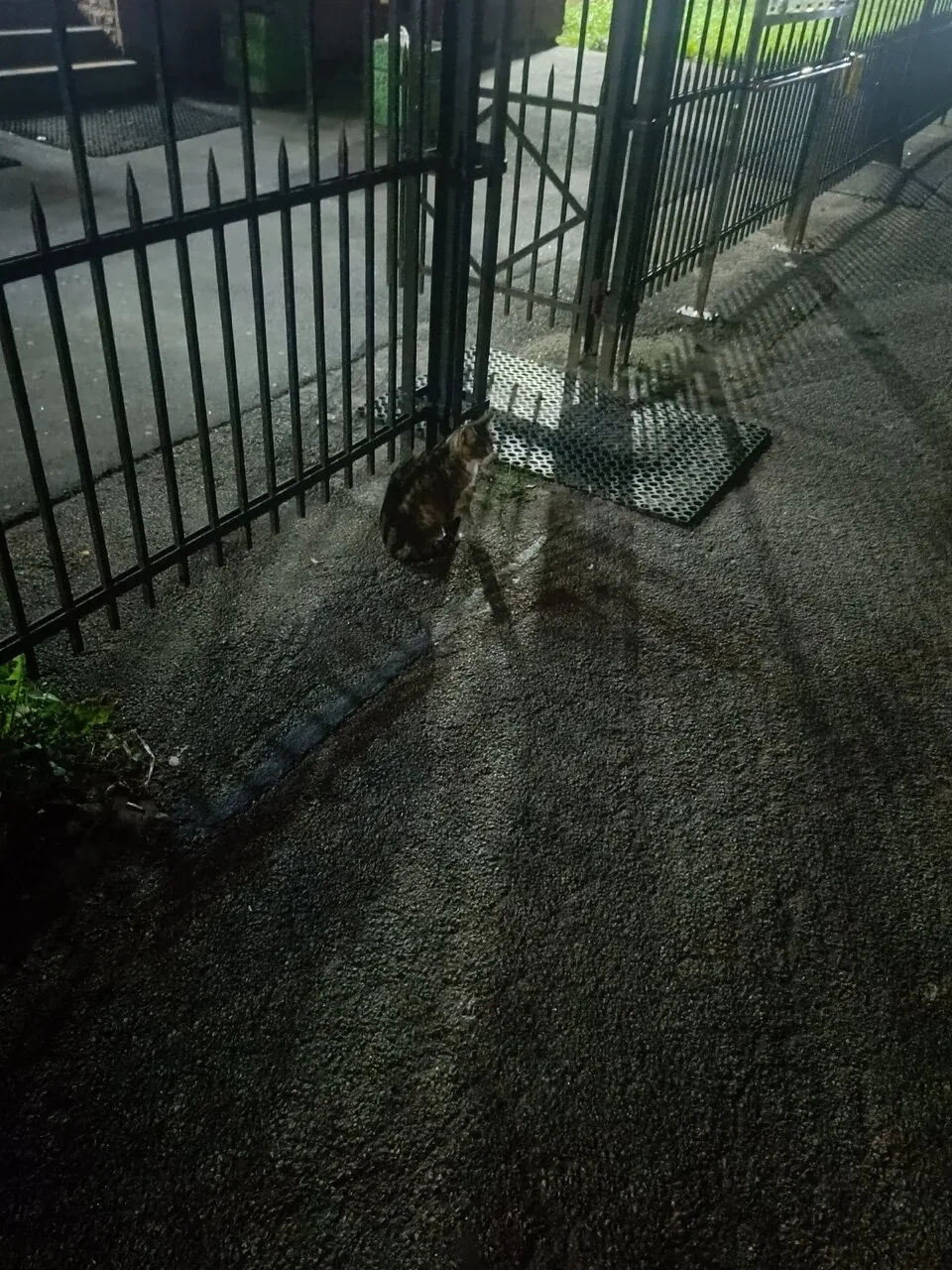 Кто-то ждёт хозяина у Покровской больницы 🐈