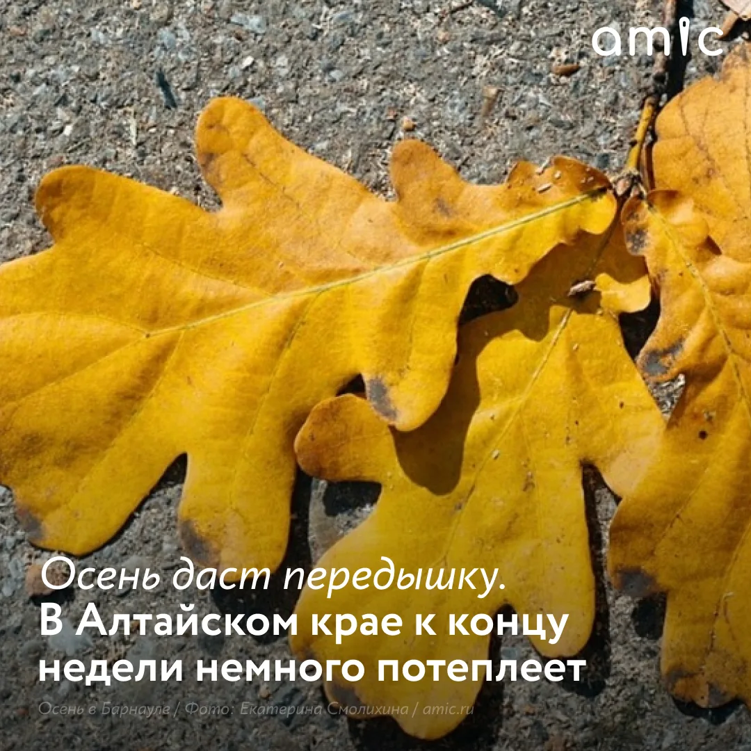 Теплая для середины сентября погода установится в Алтайском крае в ближайшие дни. По пр...
