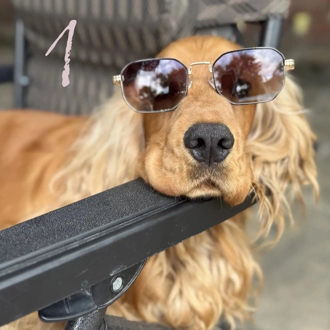 Сегодня отмечается Всемирный день собак! 🐶