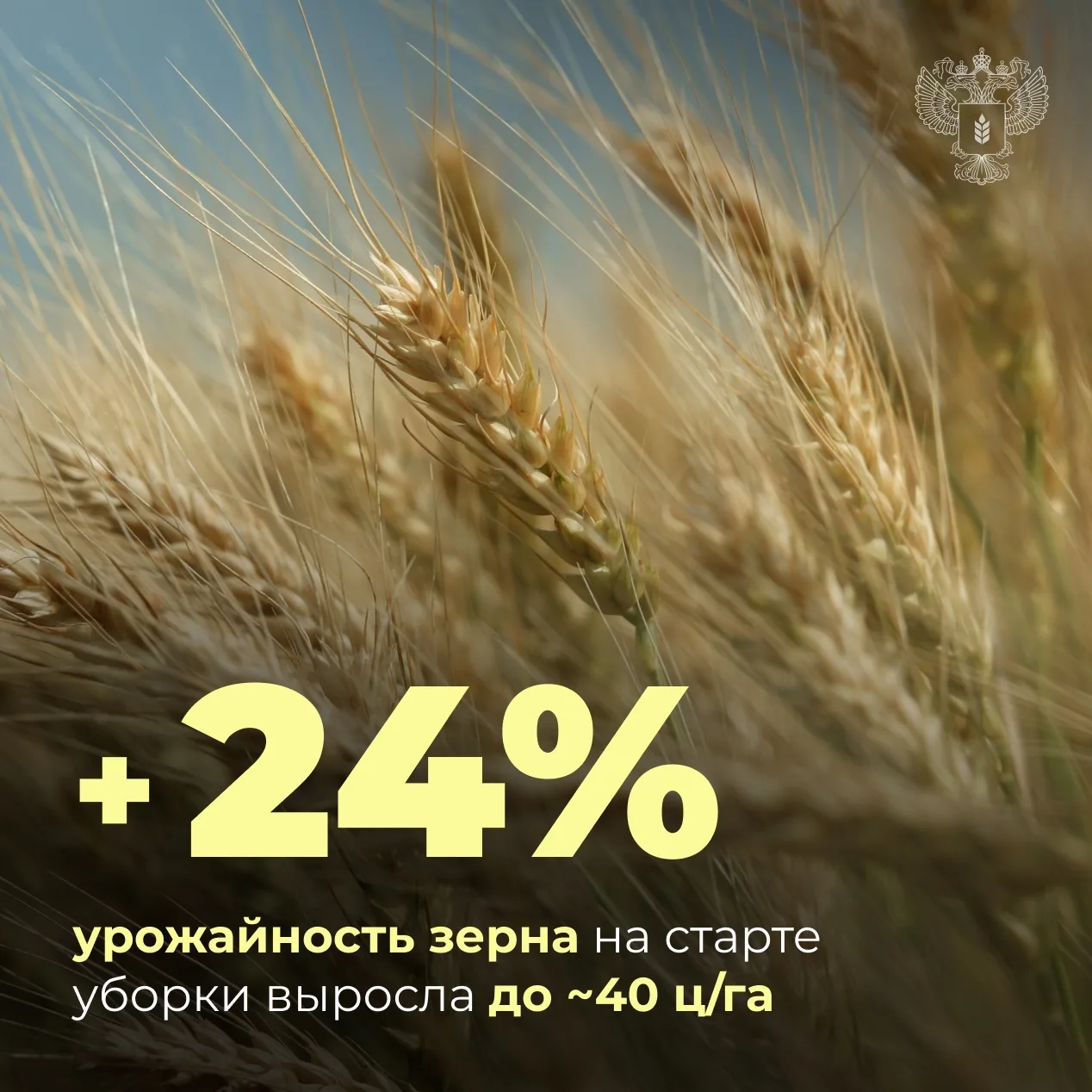 🌾 Урожайность зерна увеличилась почти на четверть