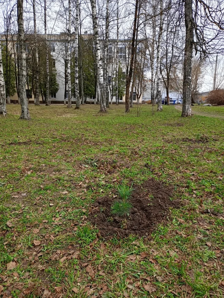 На территории сквера у главного корпуса университета под руководством доцента кафедры "ЛАиСПС" Глазу