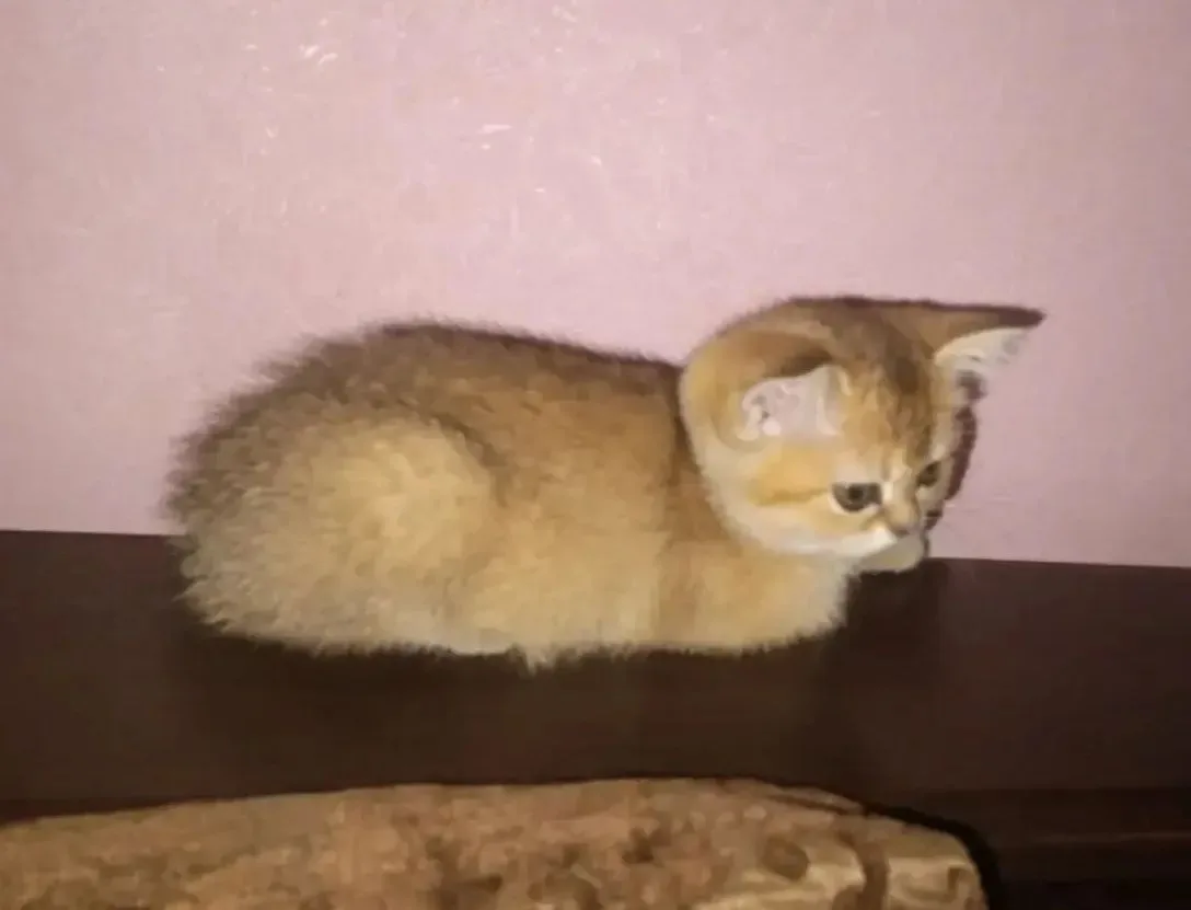 Нашлась🙏, спряталась в ящике с картошкой, в цвет шерсти!