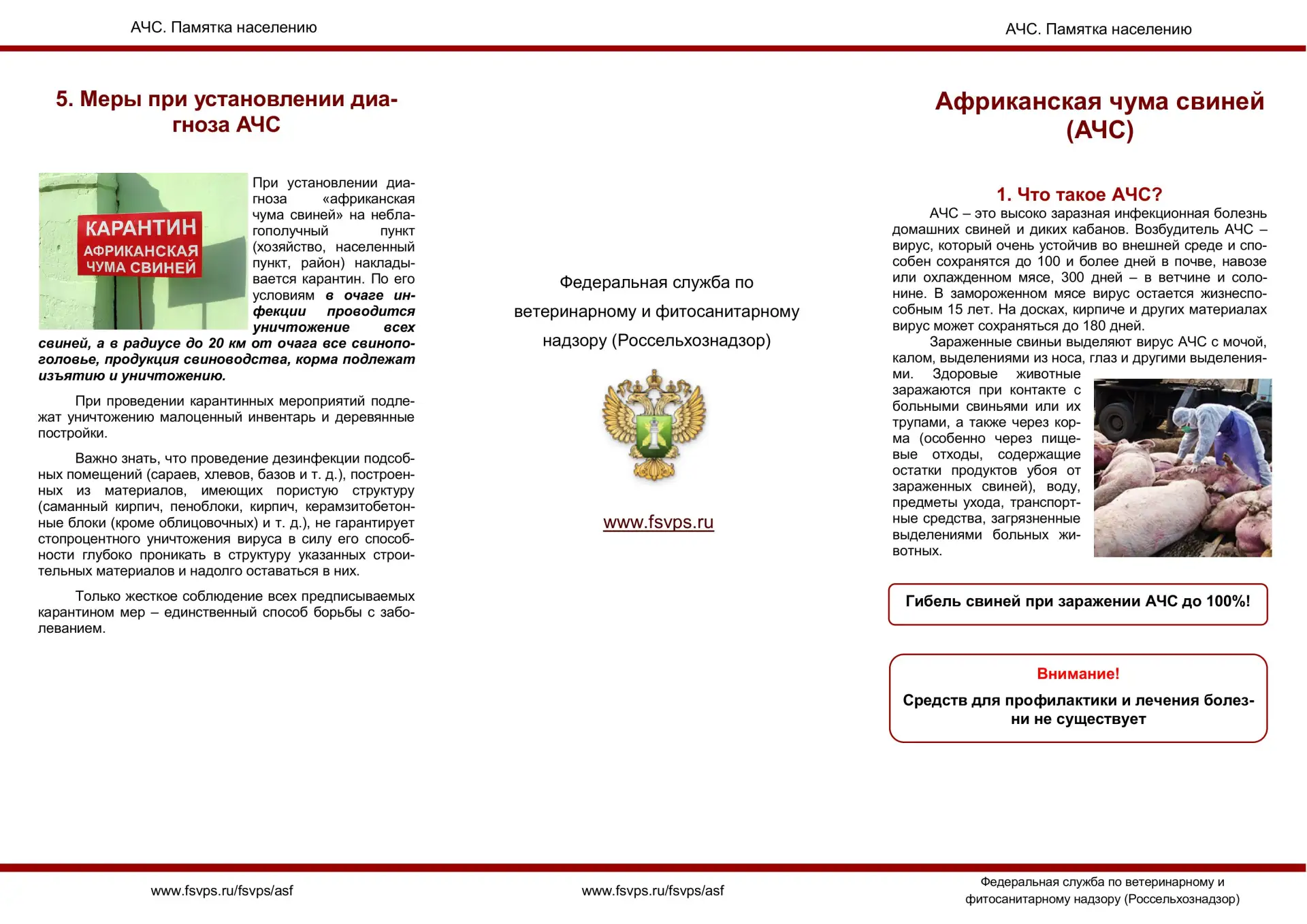 Африканская чума свиней (АЧС) – высококонтагиозная вирусная болезнь, поражающая диких и...