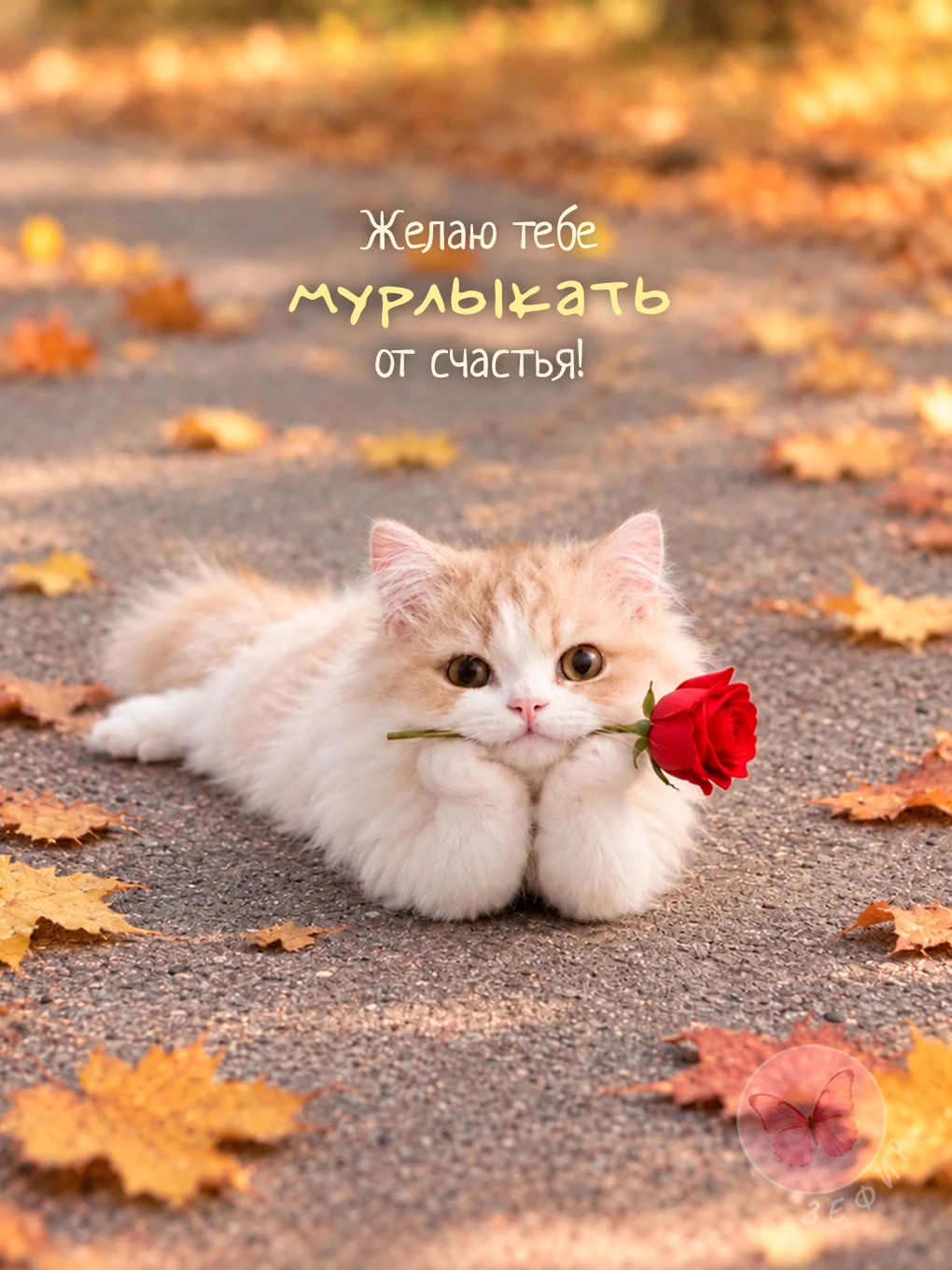З Е Ф И Р