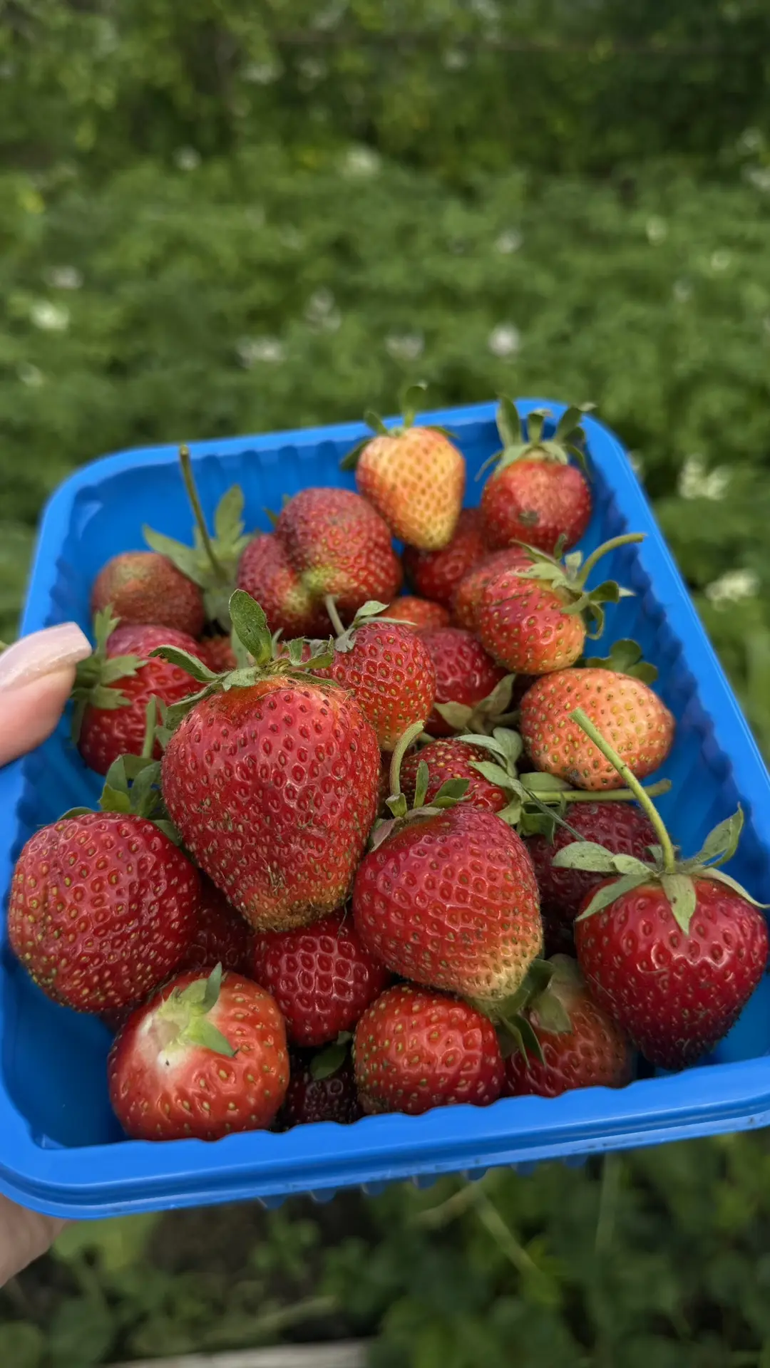 Есть конечно вероятность, что когда то у меня появятся свои гряды 🍓но пока ездим к мам...