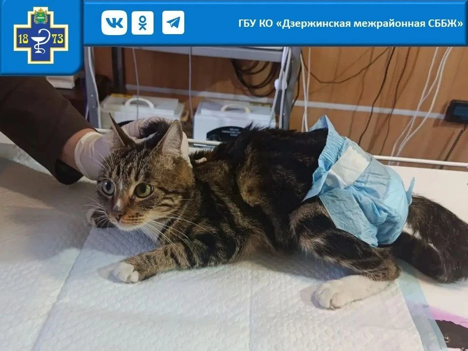 К нам обратились владельцы 2-летнего кота Васьки с тревожными симптомами — у питомца во...