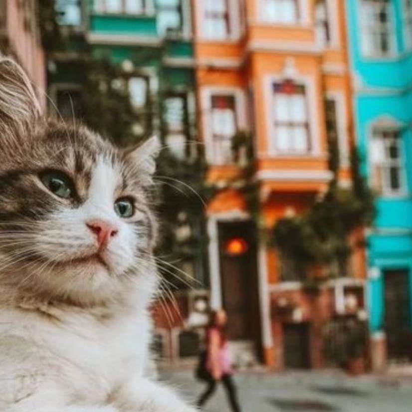 🇹🇷 Несколько необычных турецких слов, которые вас удивят! 😍