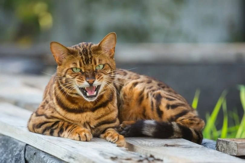 Бенгальский кот загрыз чихуахуа в Москве.
