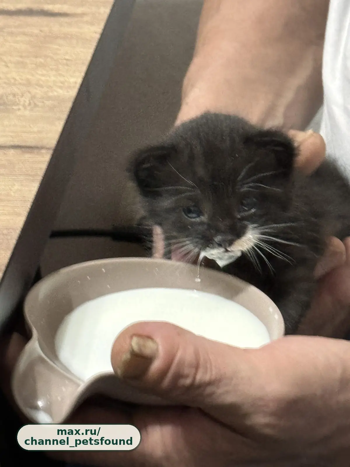 🐾 Найден питомец — Чебоксары