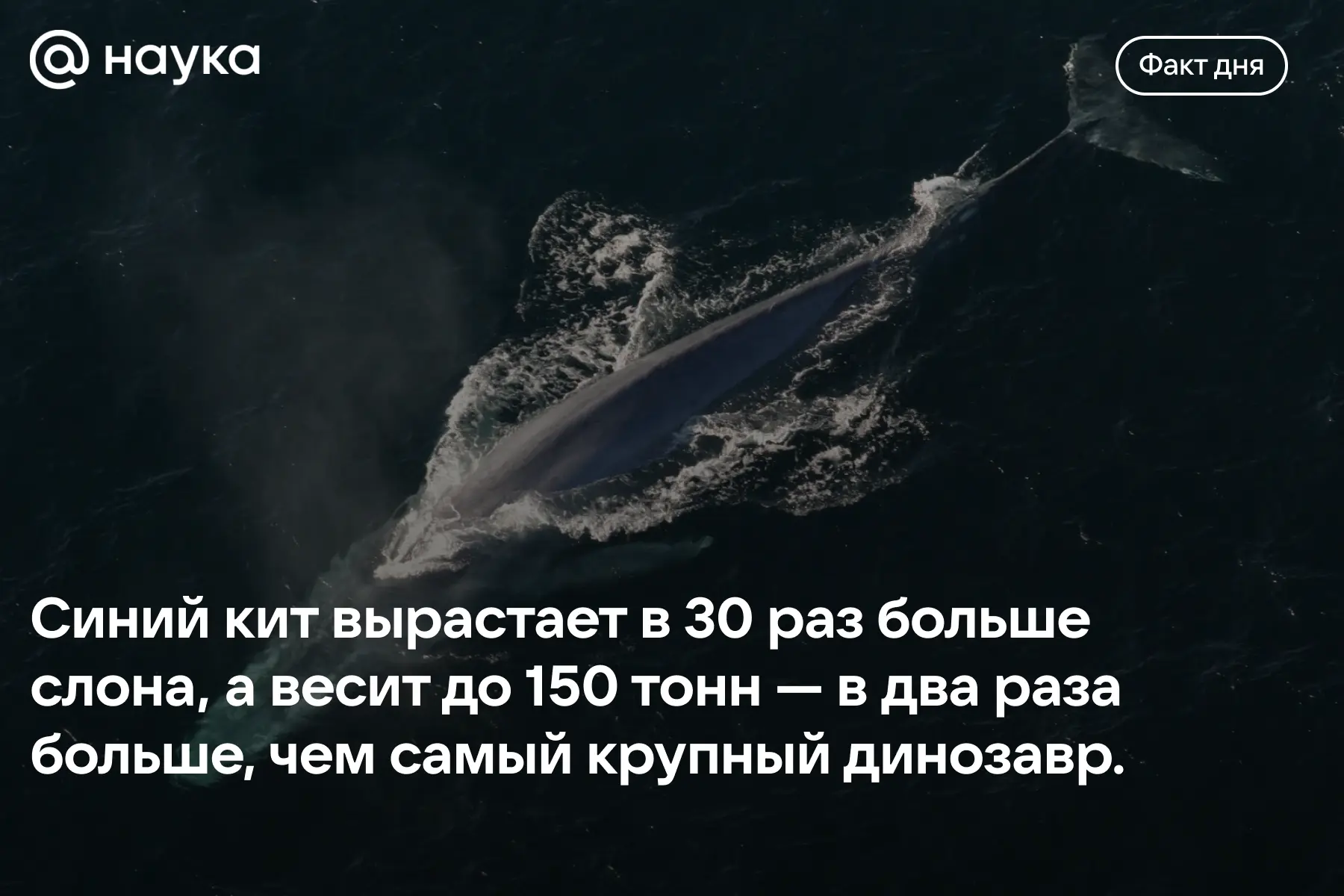 🐳 Что ест самое крупное млекопитающее в мире?

В ходе эволюции киты отлично приспособились к поедан