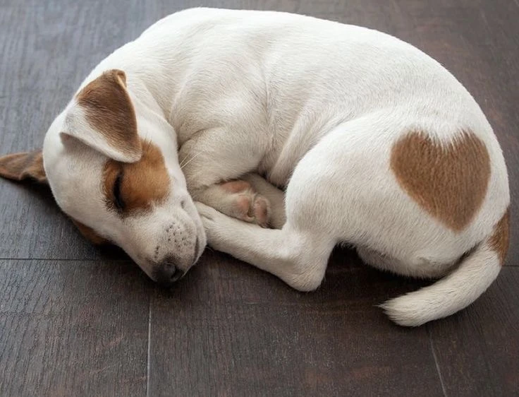 Сердечко 🤎

🐶 Подписаться на Джеков.