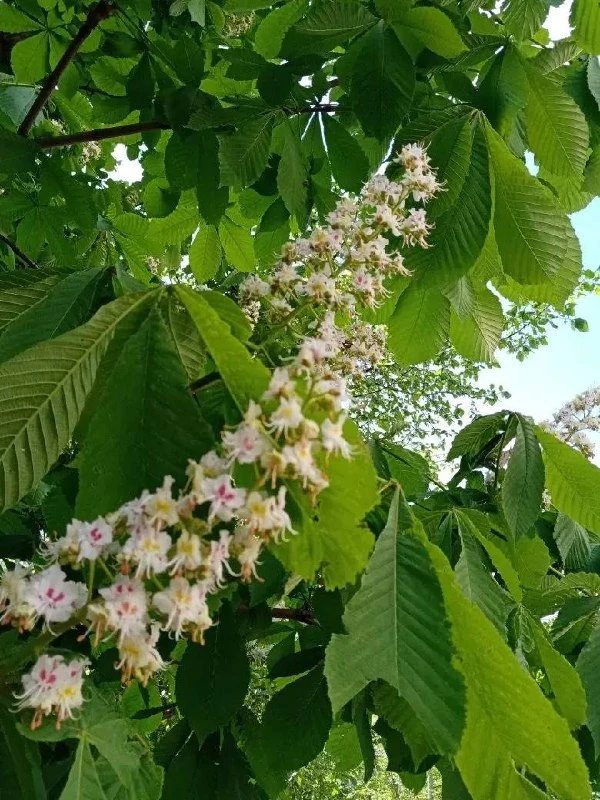 🌸 В Павшинской пойме распустились каштаны.  Тот самый короткий момент в мае, когда деревья вдруг ста