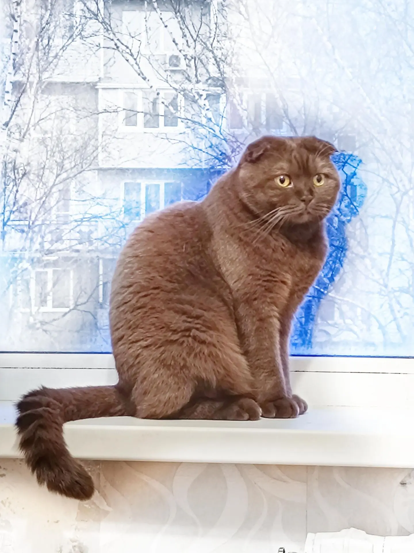 Помогите найти котика по кличке Плюша, коричневый окрас +79149668808