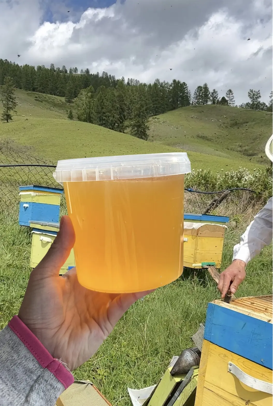 🍯🍯СВЕЖИЙ ГОРНЫЙ МЕД 2026 года. Мед качается сейчас.🍯🍯