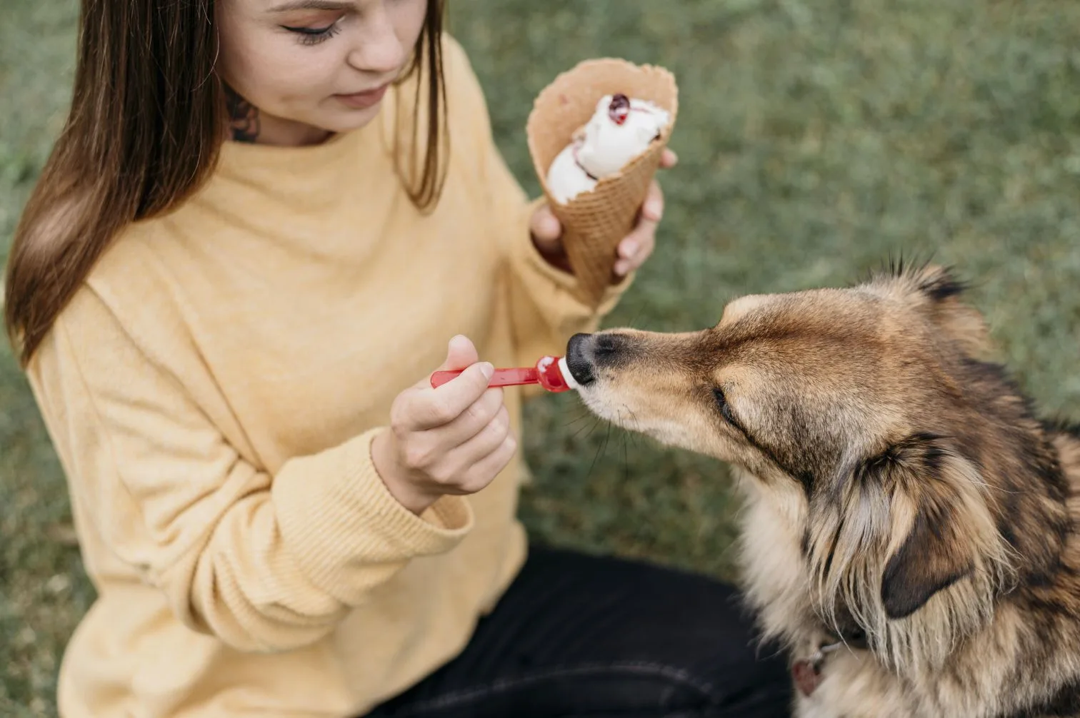 Можно ли угощать питомца мороженым?🍦