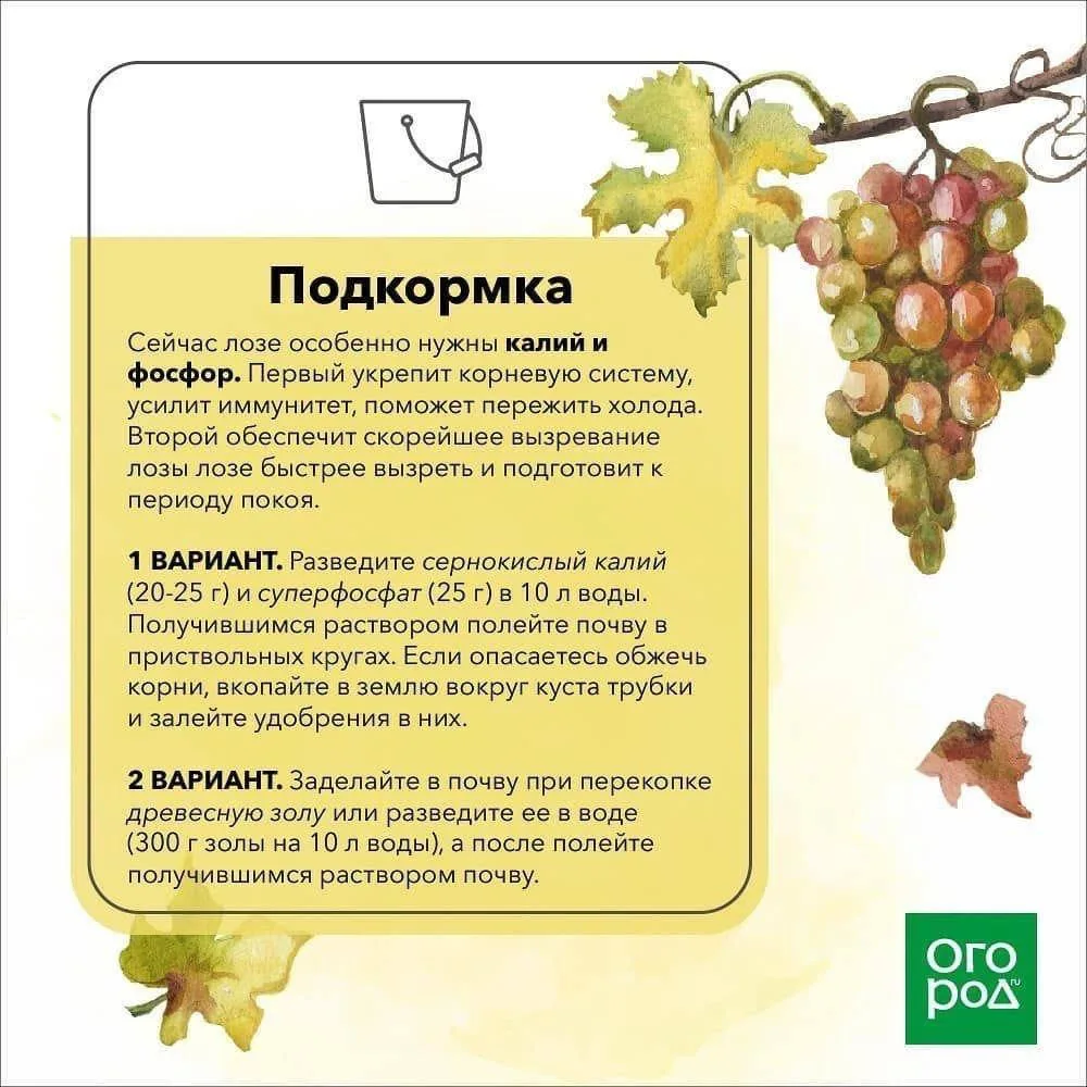 5 работ с виноградом в октябре 🍇