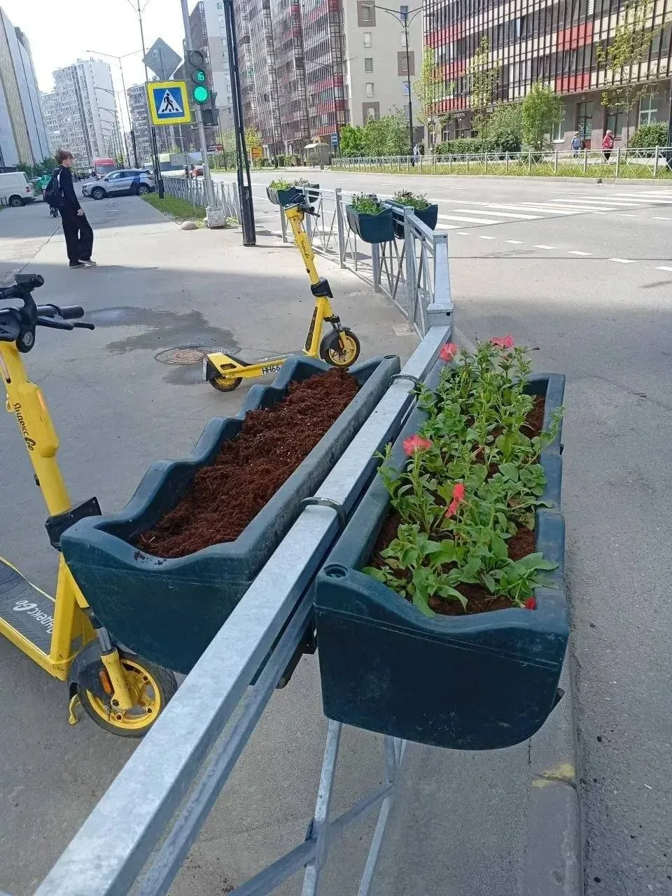 Тысячами цветов украсят Заневское поселение  Сотрудники садово-паркового хозяйства начали высаживать